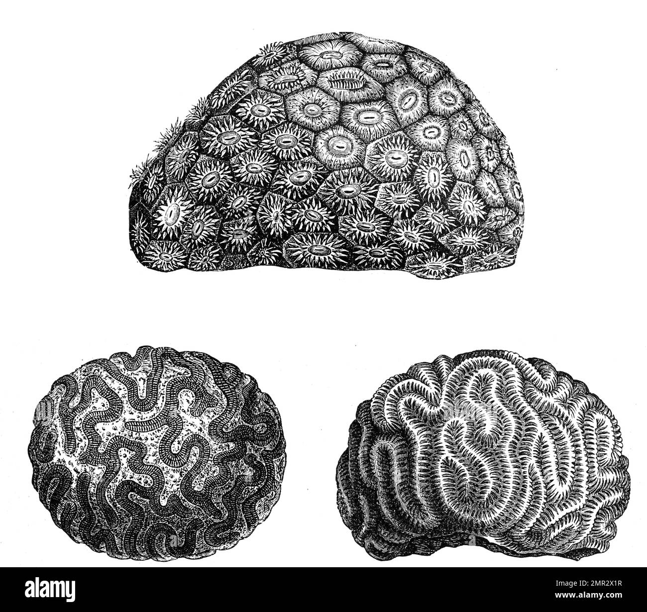Oben: Sternkoralle, Astraea pallida, unten: Heliastrace Heliopora, Historisch, digital restaurierte Reproduktion von einer Vorlage aus dem 19. Hundert Stockfoto