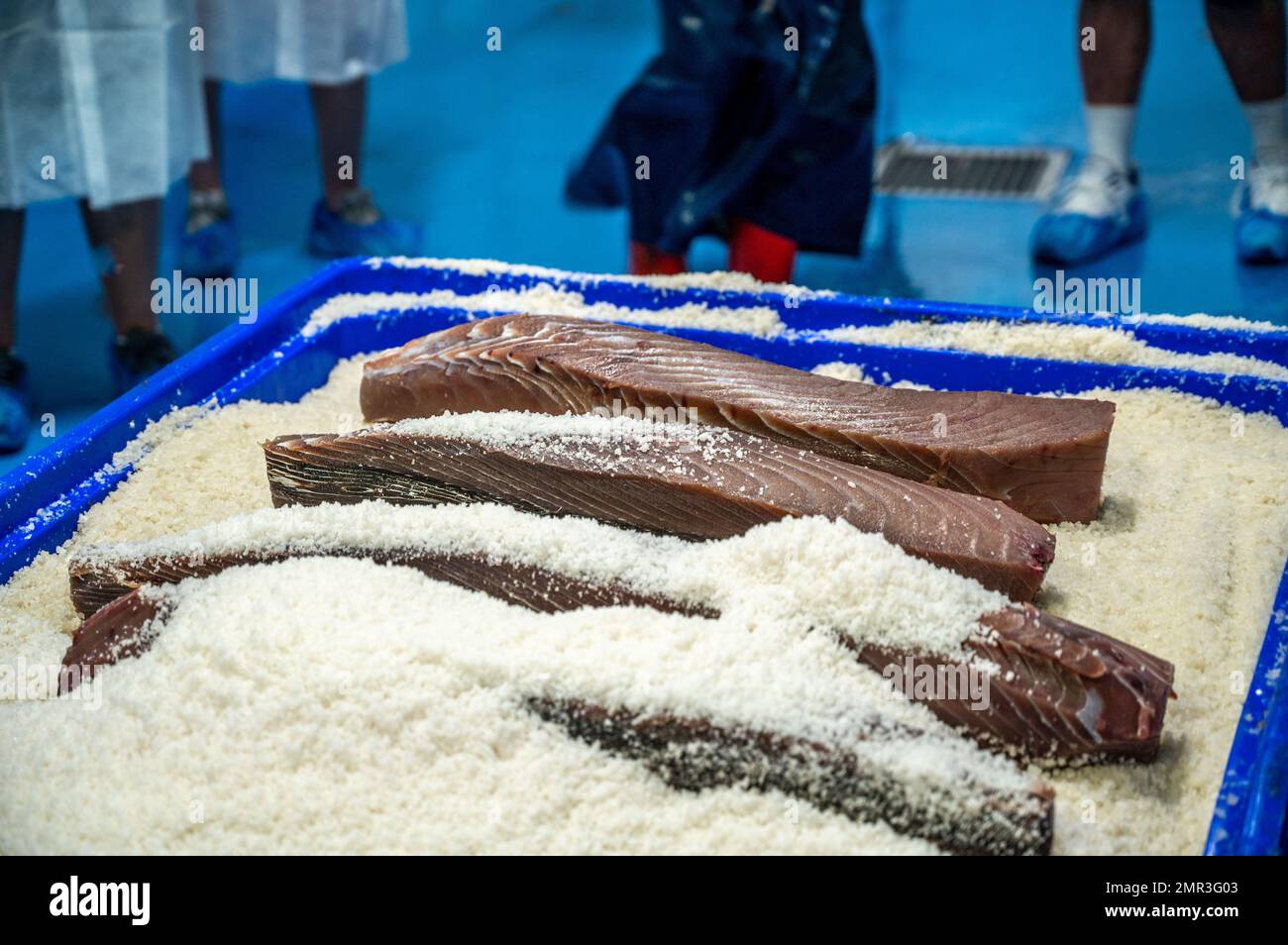 Schneiden und Vorbereiten von Fisch für die Konservenherstellung, Fischkonservenfabrik (USISA), Isla Cristina, Spanien Stockfoto