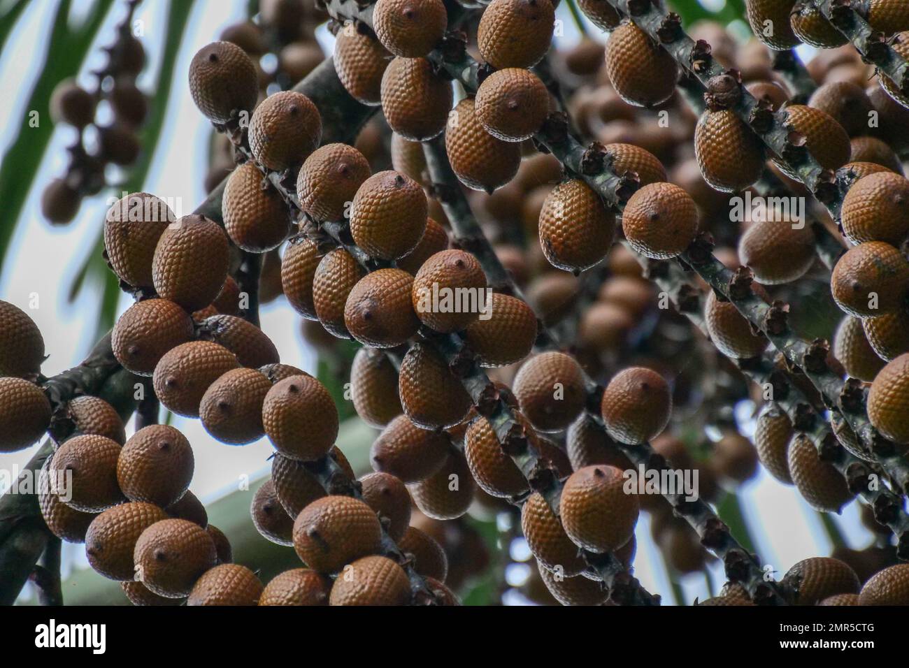Von Mauritia flexuosa hängende braune Buriti-Frucht, bekannt als Moriche-Palme, ité-Palme, ita, Buriti, Muriti, Miriti, canangucho, acho oder aguaje ist A Stockfoto