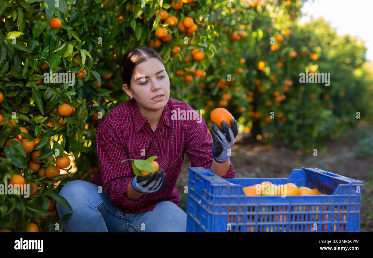 Porträt einer lächelnden Frau, die Tangerinen auf einer Bio-Plantage erntet Stockfoto