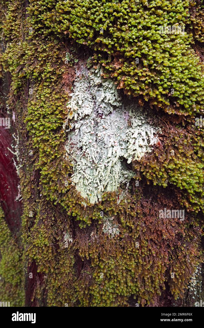 Flechten und Moos wachsen auf einem Baumstamm im Kanaka Creek Regional Park - Pacific Northwest - Maple Ridge, B.C., Kanada - vertikal. Stockfoto