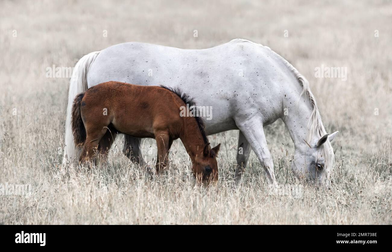 Ein weißes weibliches Pferd mit einem braunen jungen Fohlen auf einer trockenen Wiese, weich-beigefarbener Hintergrund, horizontal Stockfoto