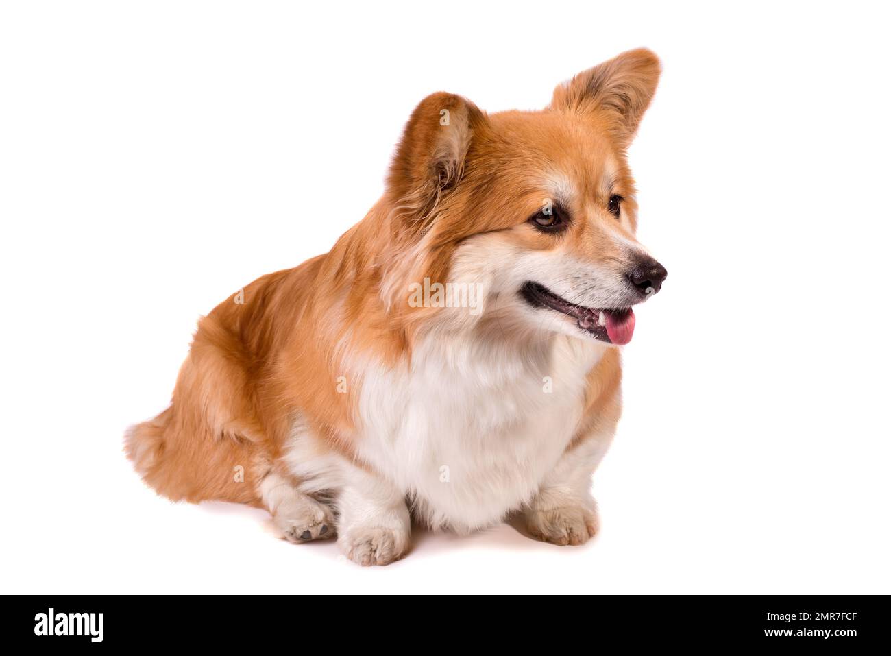 Süßer, flauschiger walisischer Corgi Pembroke vor weißem Hintergrund. Stockfoto