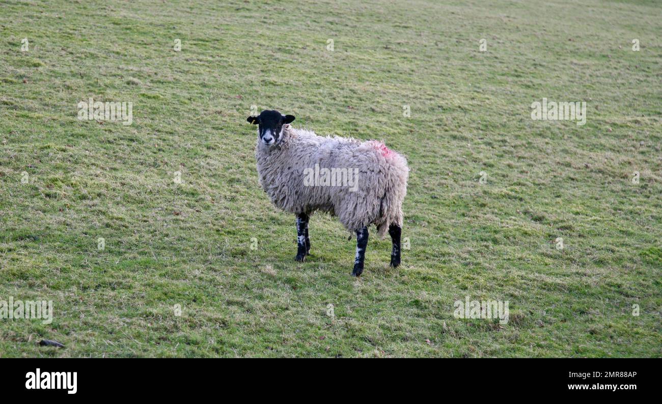 Ein hübsch aussehendes Schaf auf Pendle Hill, Lancashire, Großbritannien, Europa Stockfoto