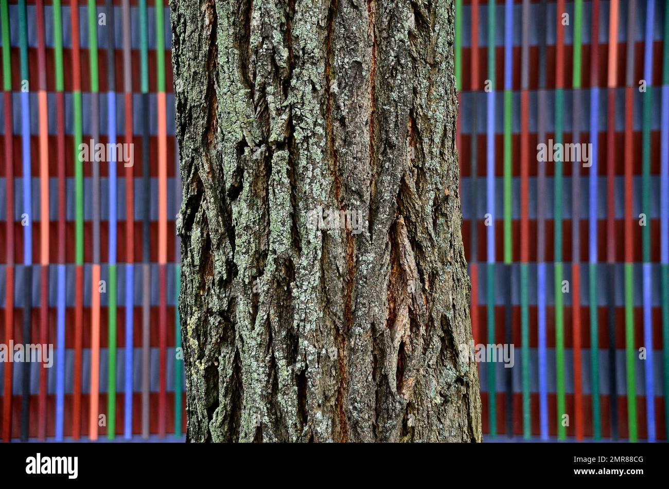 Baumrinde vor der bunt gestreiften Fassade des Brandhorst Museums, München, Bayern, Deutschland, Europa Stockfoto