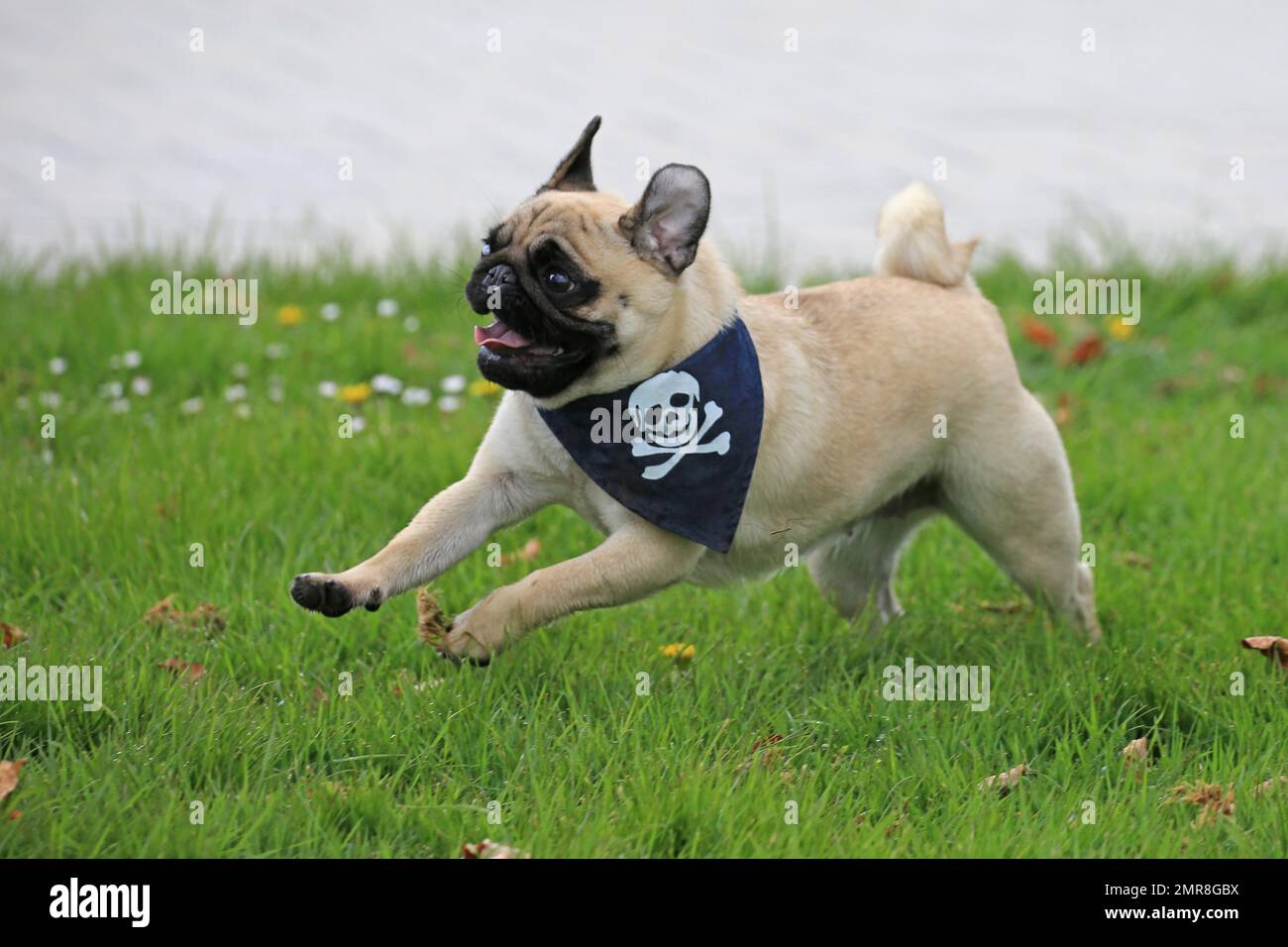 Pug Running, Rosengarten, Westfalenhalle, Dortmund, Deutschland, Europa Stockfoto