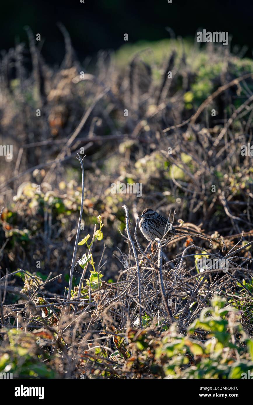 Ein kleiner Vogel hoch oben auf einem Ast während des Sonnenaufgangs am Garapatta State Beach CA Stockfoto