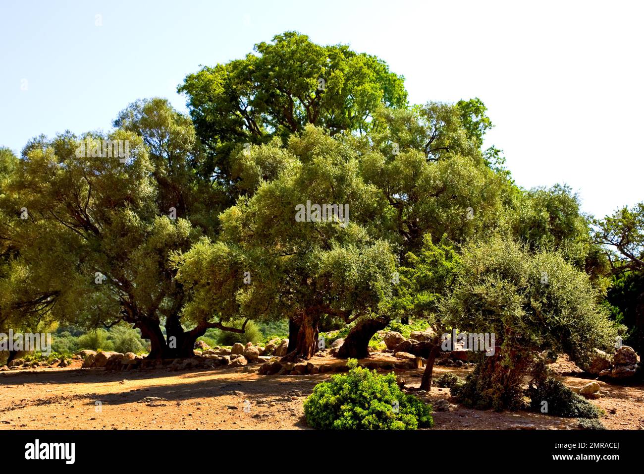 Olivenbume, Su Golgo Plateau, Sardinien, Italien, Europa Stockfotografie -  Alamy