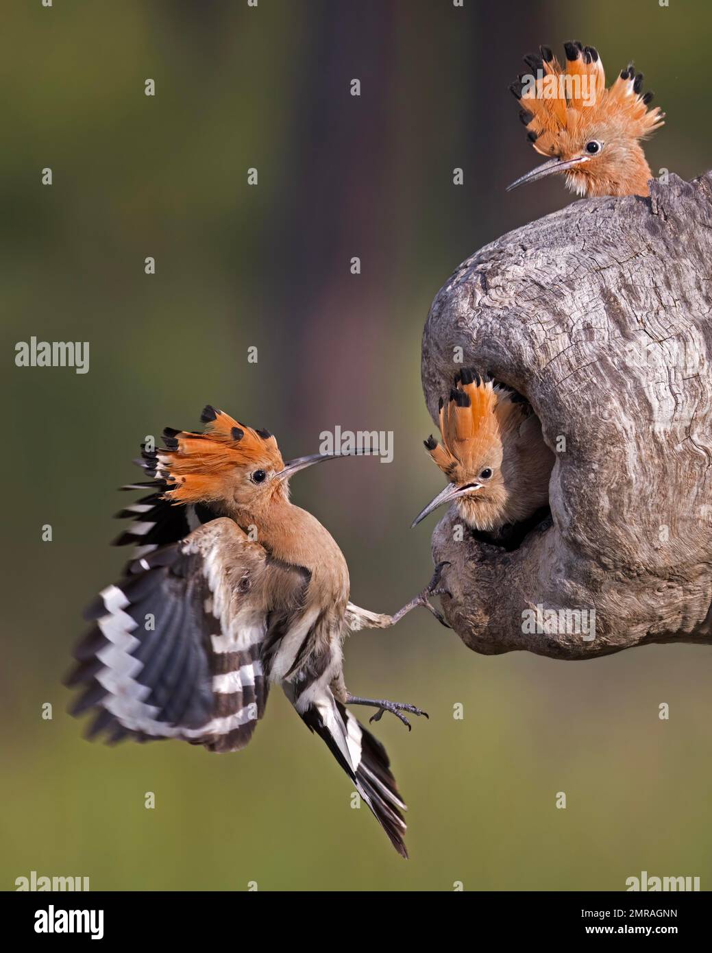 Hufeisen (Upupa epops), weiblich am Zuchthof, hungrige junge Vögel, neugierige junge Vögel, junge Aufzucht, Brut, Zucht, Nachwuchs, Vogel des Jahres Stockfoto