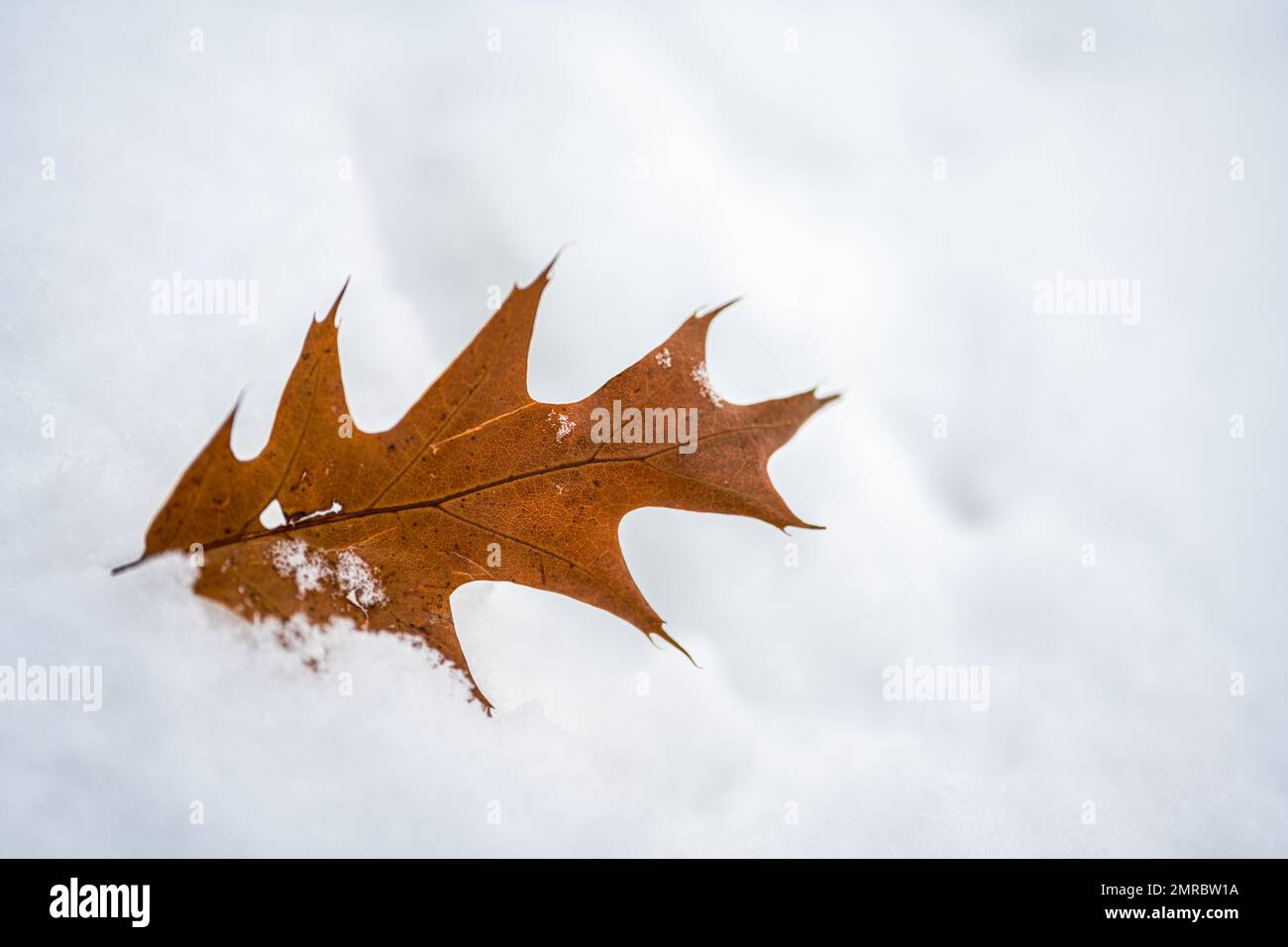 Der alte seneszierende Ahornblatt im Schnee Stockfoto