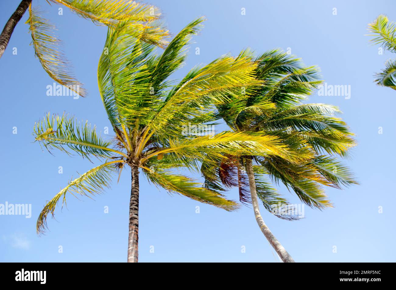 Kokosnusspalmen in Guna Yala durch Passatwinde Stockfoto