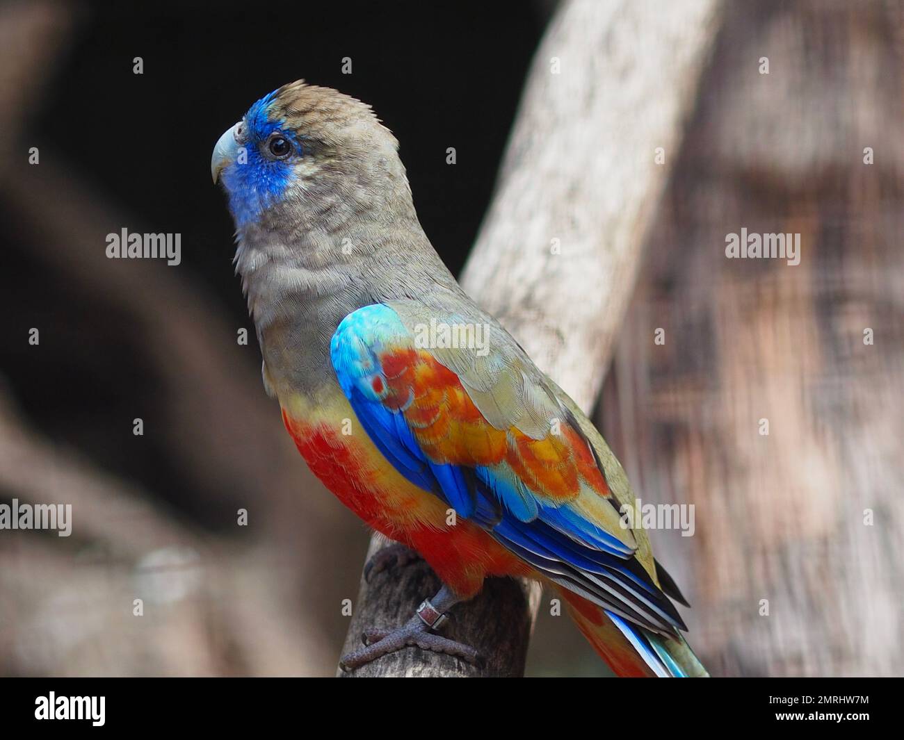 Bemerkenswerter, wunderbarer Bluebonnet-Papagei mit leuchtenden Augen und glitzerndem Gefieder. Stockfoto