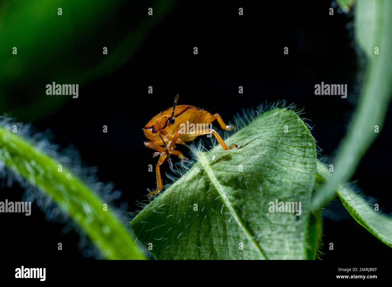 Vadnais Heights, Minnesota. John H. Allison Forest. Spined Soldier Bug Nymphe, Podisus Maculiventris Reinigungsantenne auf Pflanzenblatt. Stockfoto