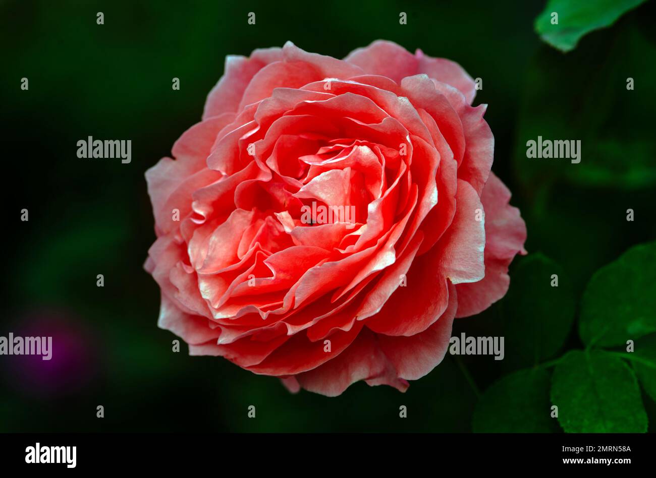 Das Außenbild mit roter Rose sieht auf dunklem Hintergrund weich und schön aus. Stockfoto