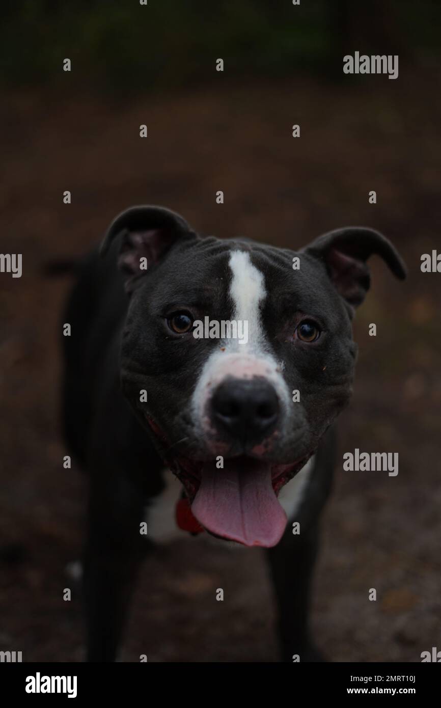 Ein Porträt eines Pit-Bullen-Hundes, der seine Zunge herausstreckt und in die Kamera schaut Stockfoto