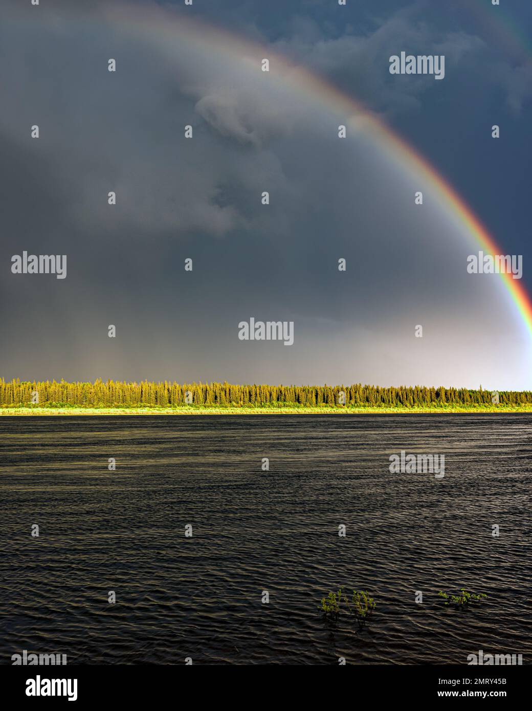 Doppelter heller Regenbogen über dem Fluss Vilyui nach Regen am Himmel mit Wolken und Bäumen unter der Sonne in Yakutia. Vertikaler Rahmen. Stockfoto