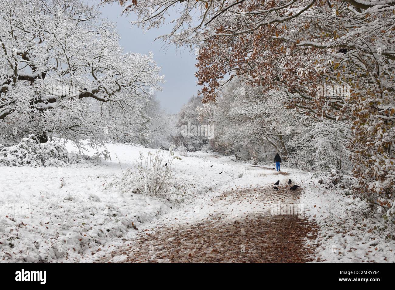 Ein winterliches Wunderland während eines kalten Schnappes mit Frost und Schnee, der die Zweige und Blätter von Bäumen in Hampstead Heath, London, England, Großbritannien bedeckt. Stockfoto