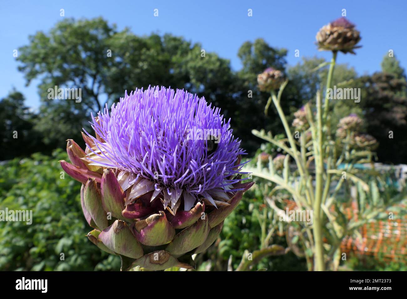 Bestäuber bei der Arbeit im Sommer Stockfoto