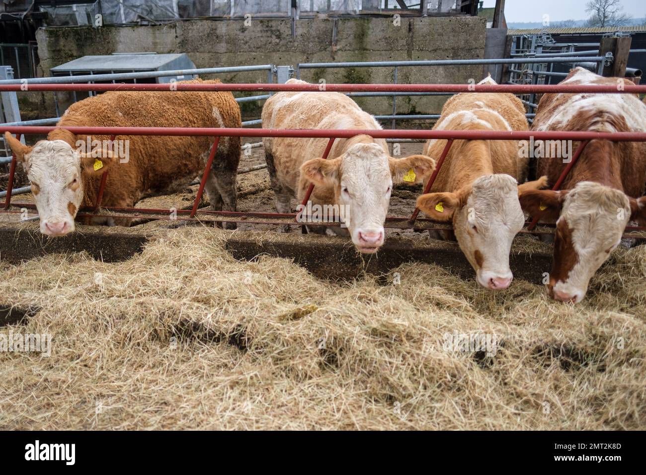 Hereford-Rinder, die Heu durch den Zaun fressen, auf der Pinner Park Farm, Site of Nature Conservation Important Harrow, NW London. Stockfoto