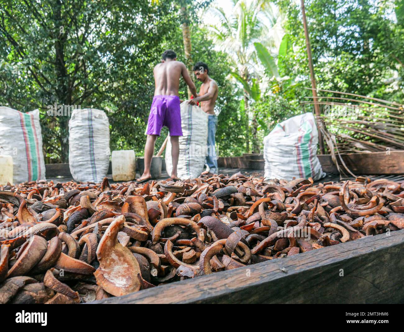 Zoomender Blick auf getrocknete Kokosnüsse oder Kopra in der traditionellen Koprafabrik in North Maluku, Indonesien. Stockfoto