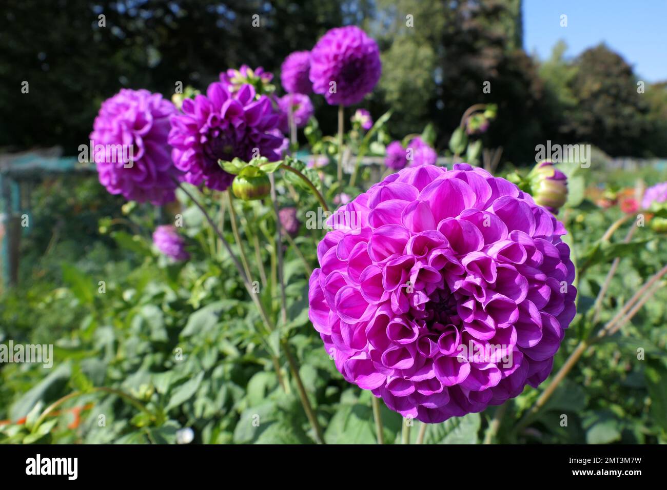 Blumen Stockfoto