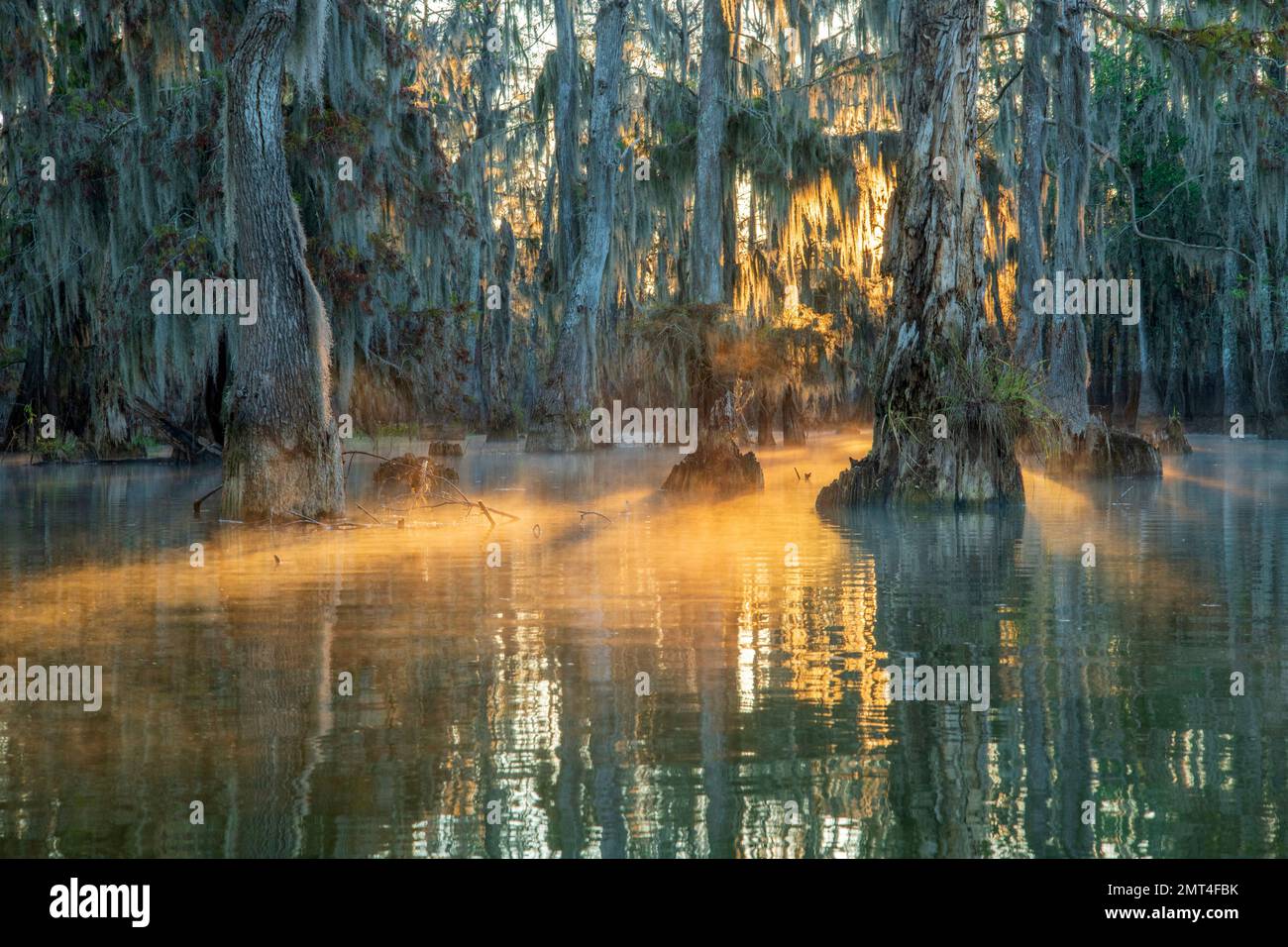 USA, tiefer Süden, Louisiana, Atchafalaya Basin, Lafayette, Lake Martin, Stockfoto