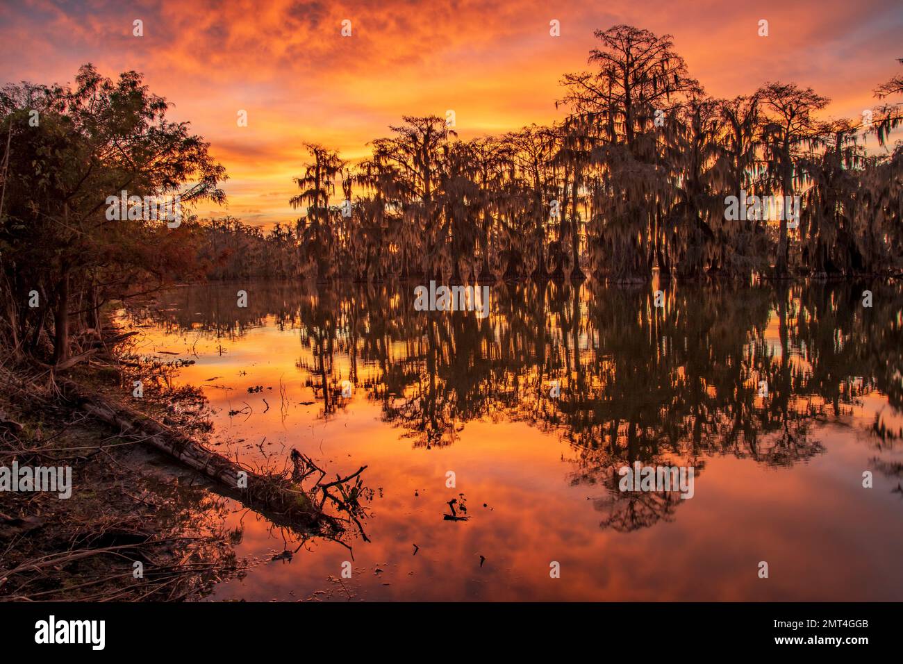 USA, tiefer Süden, Louisiana, Lafayette, Lake Martin, Stockfoto