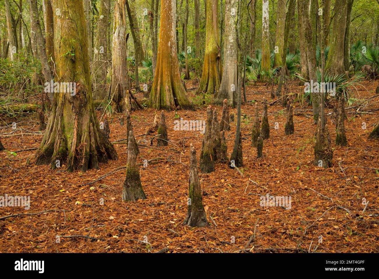 USA, tiefer Süden, Louisiana, Atchafalaya Basin, Lafayette, Lake Martin, Trockener Sumpf Stockfoto