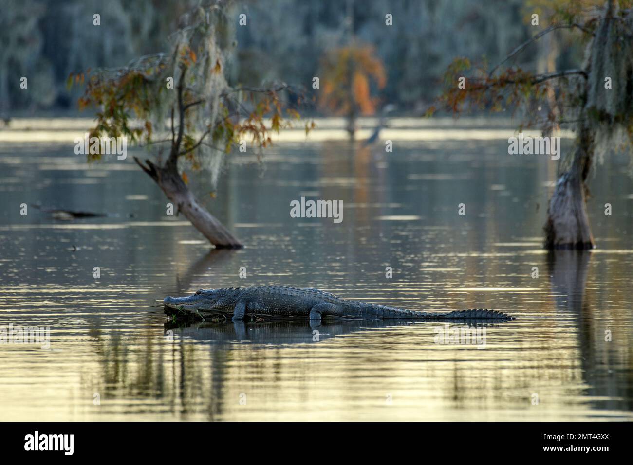 USA, tiefer Süden, Louisiana, Lafayette, Lake Martin, Stockfoto