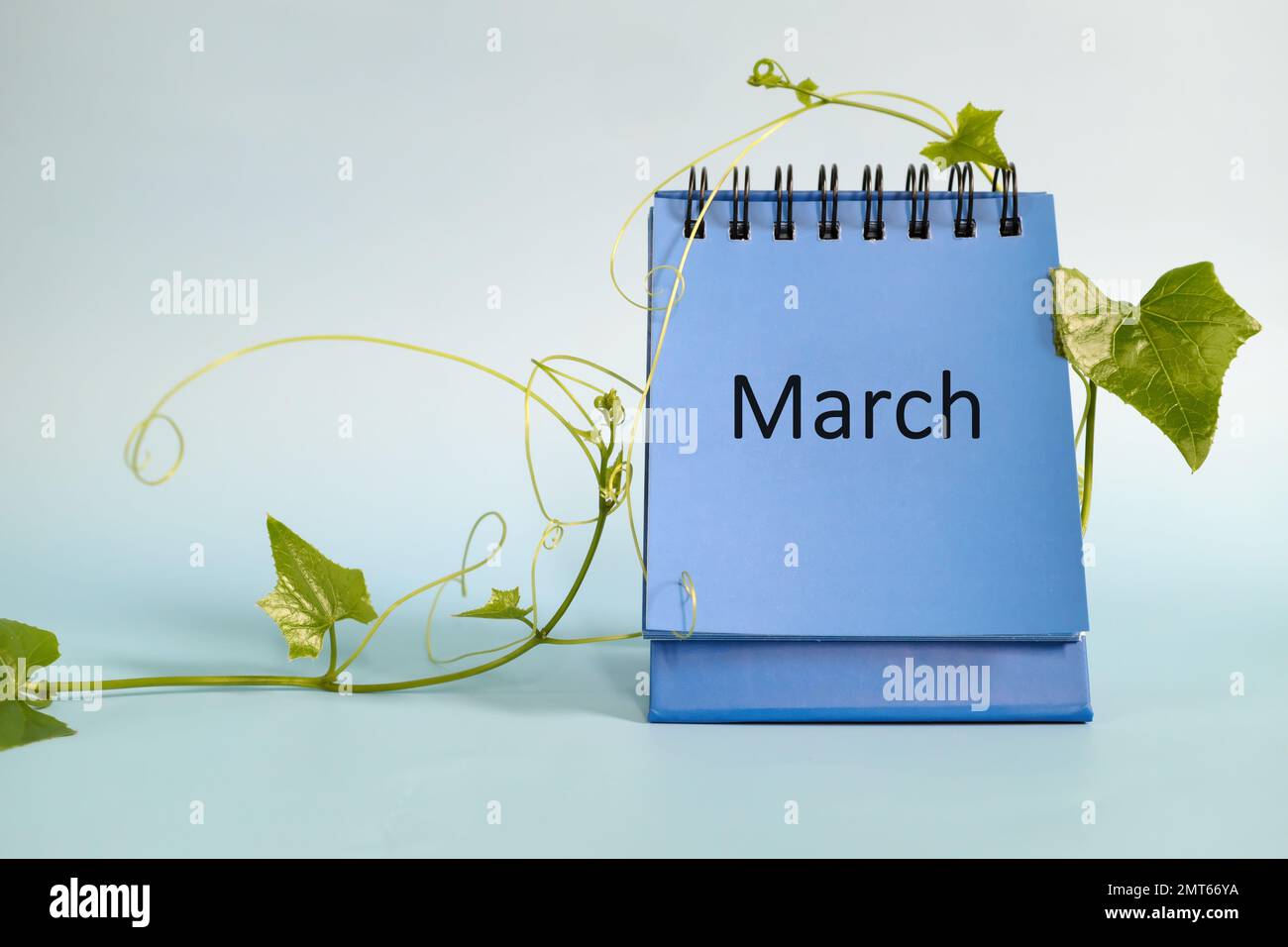 Selektiver Fokus des Schreibtischkalenders im März auf blauem Hintergrund mit Frühlingsblättern und Kopierraum. Frühlingssaison. Stockfoto