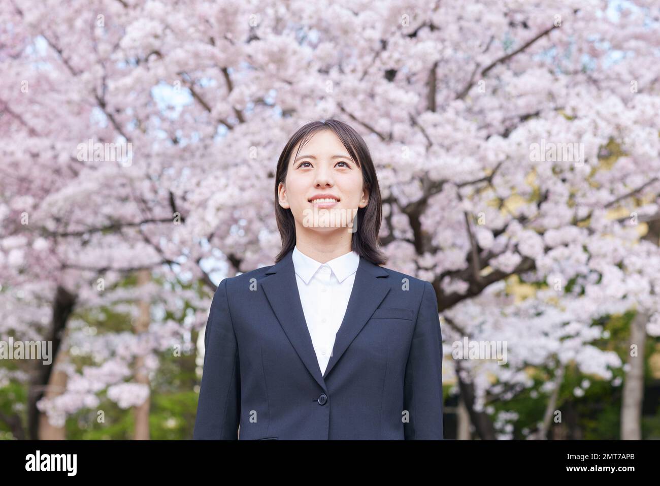 Japanische Geschäftsfrau mit Kirschblüten in voller Blüte Stockfoto