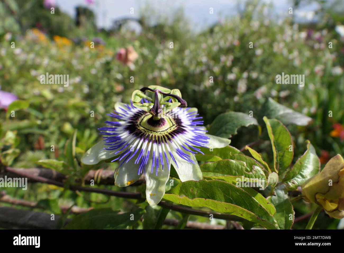 Passiflora in Hüttengärten Stockfoto