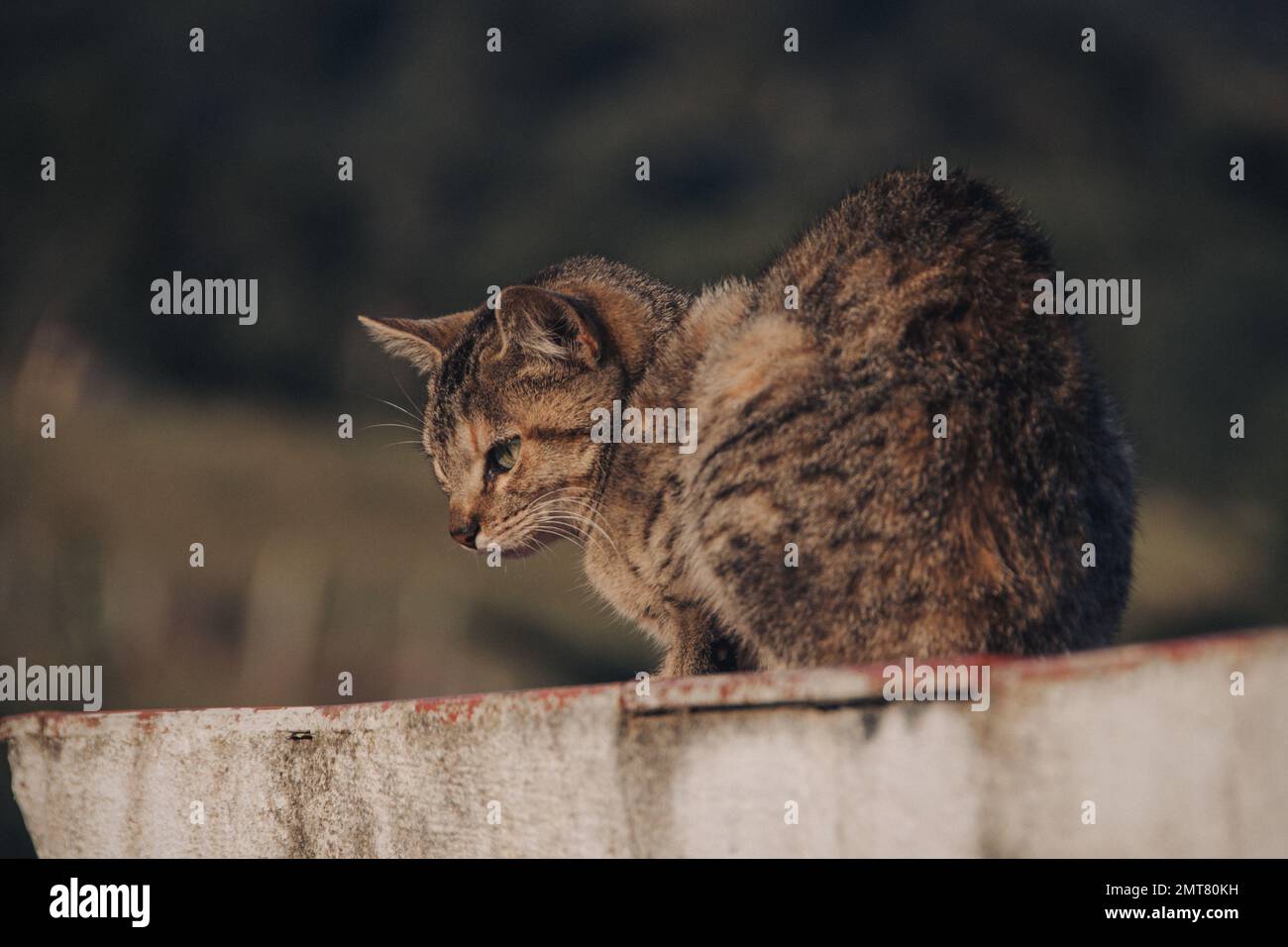 Eine Nahaufnahme einer streunenden Katze, die an einer Wand sitzt Stockfoto