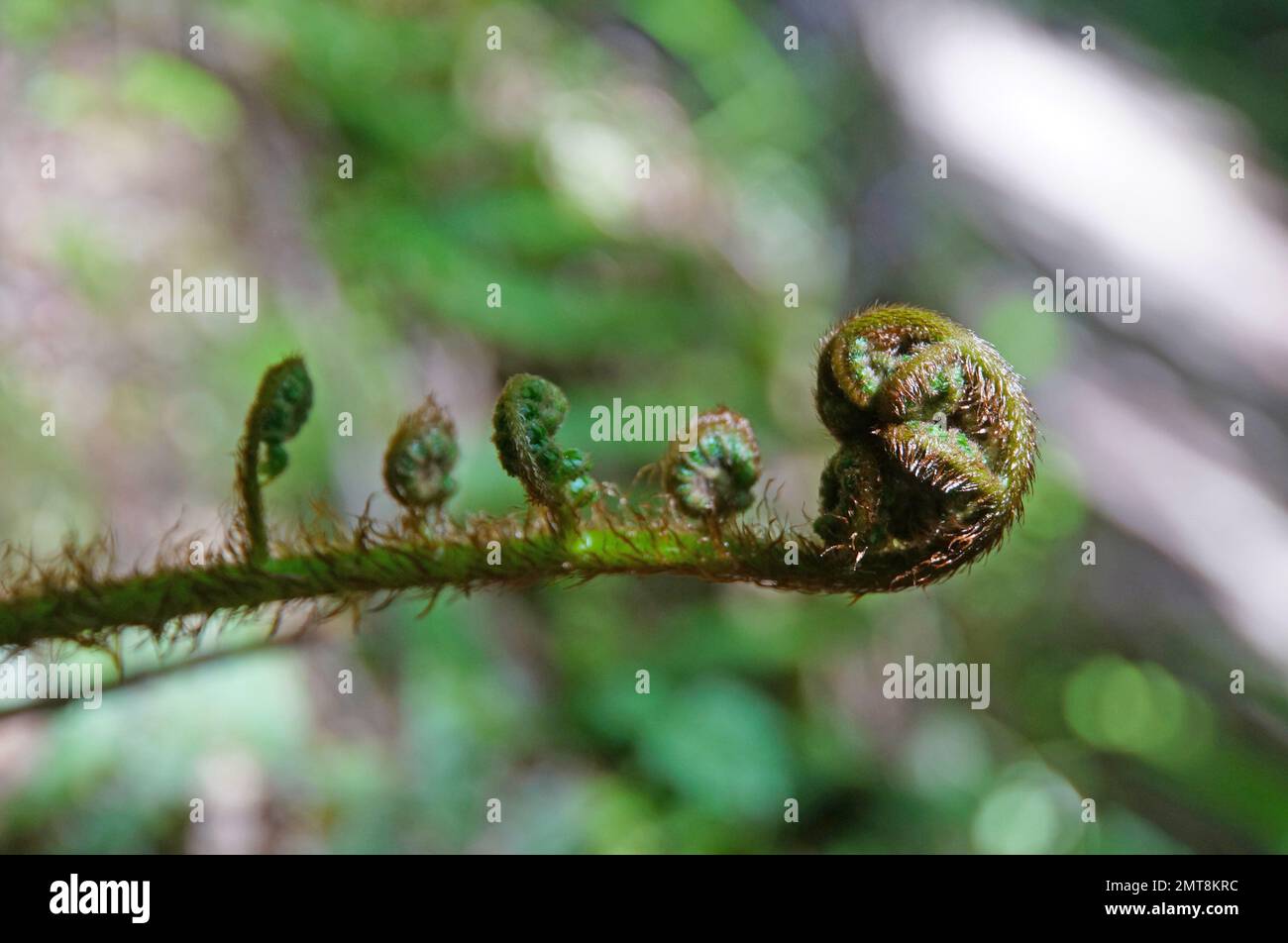 Nahaufnahme der entfalteten Baby-Koru-Silberfarnfront im einheimischen Busch, Neuseeland Stockfoto