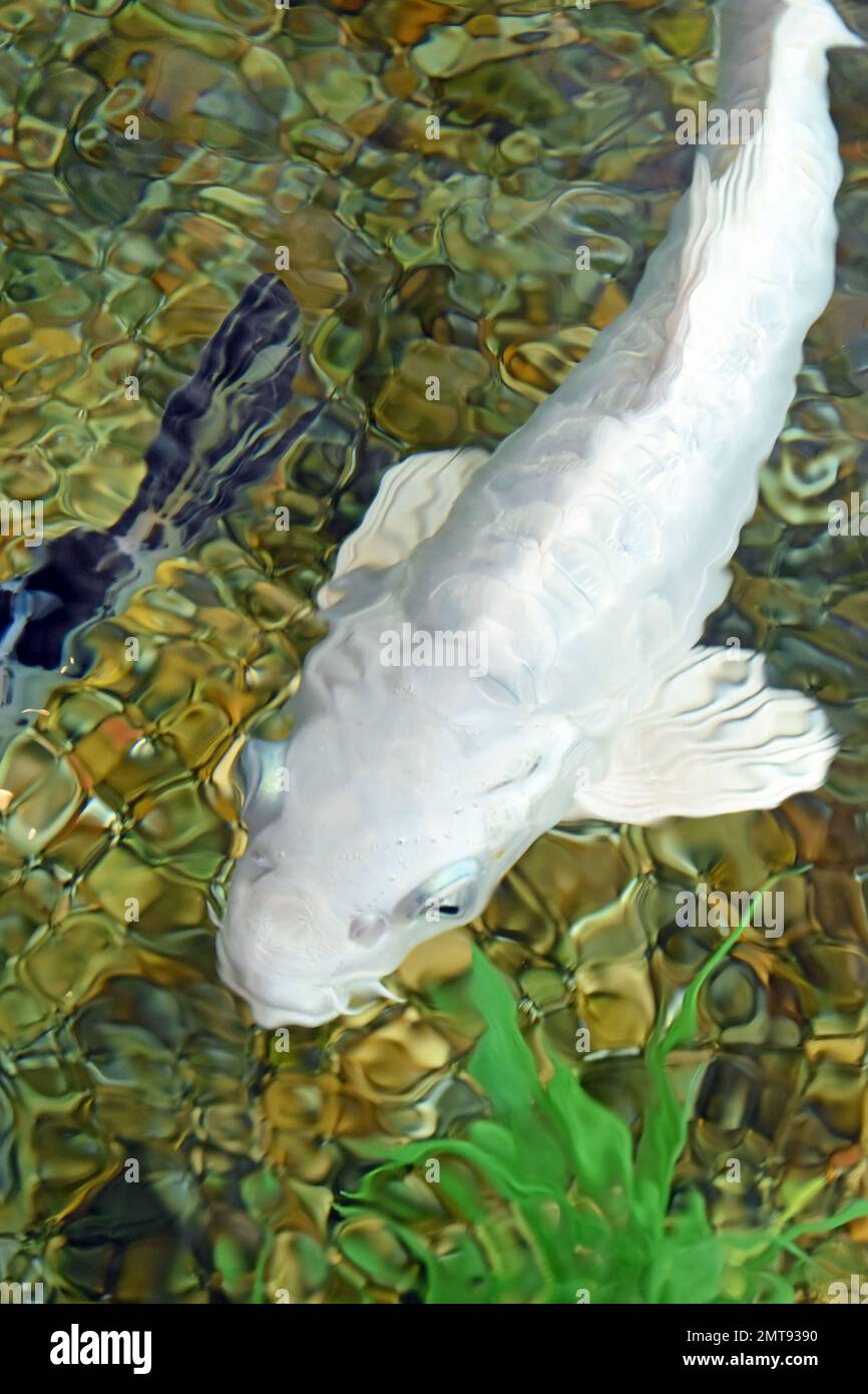 36+ Koi Fisch Teich Fehler, Es ist wichtig, die symptome zu erkennen,