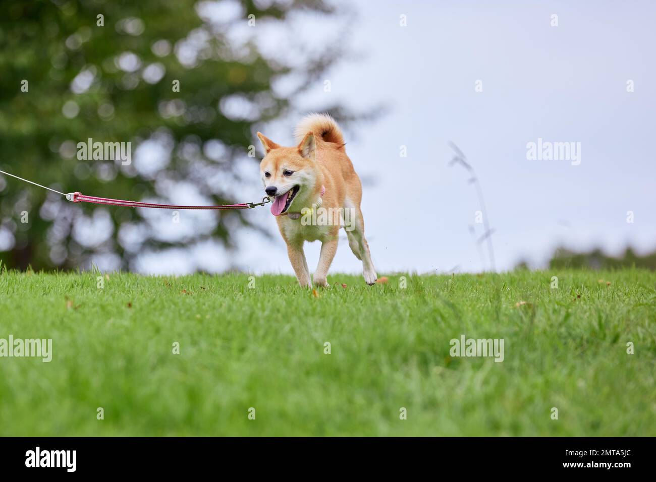Shiba-inu-Hund auf grünem Gras Stockfoto