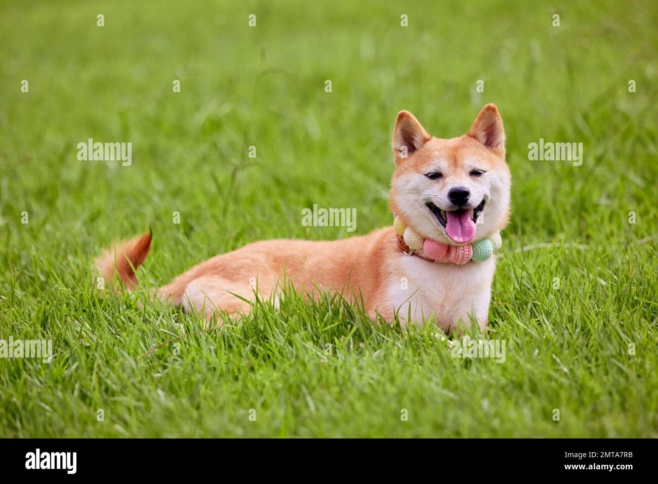 Shiba-inu-Hund auf grünem Gras Stockfoto
