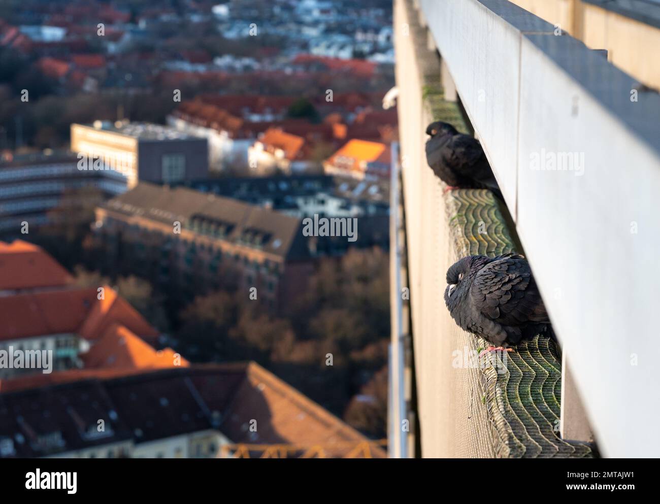 Zwei Tauben, die die Abendsonne auf dem Balkon genießen. Stockfoto