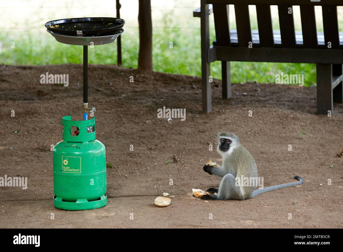 Ein Vervet-Affe sitzt am Picknickplatz und isst ein Burgerbrötchen Stockfoto