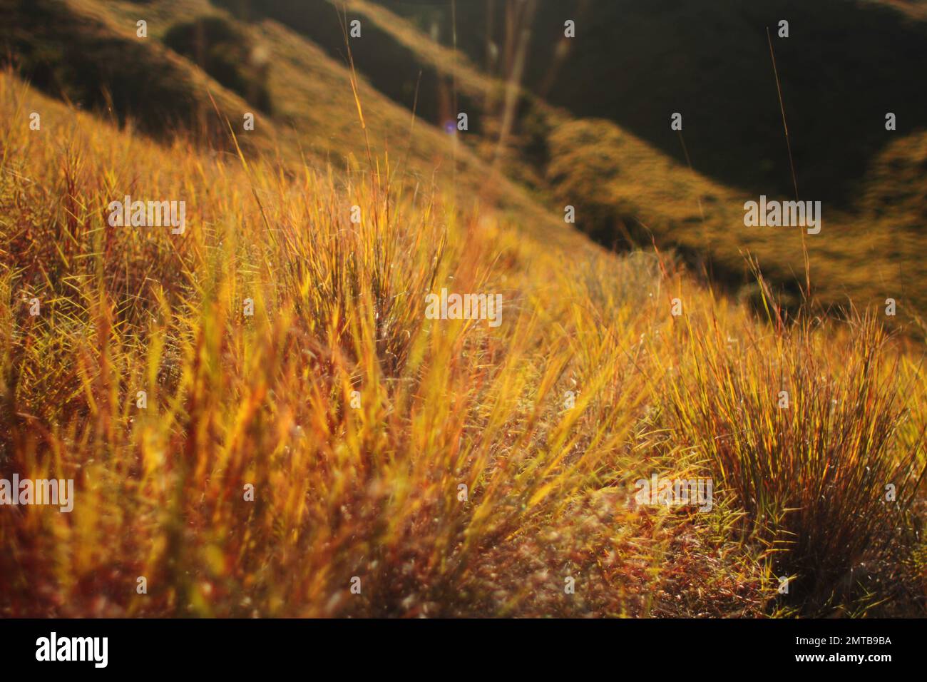 Hohes gelbes Gras in Lawa Darat Gili, Komodo National Park, West Manggarai Regency, East Nusa Tenggara, Indonesien Stockfoto
