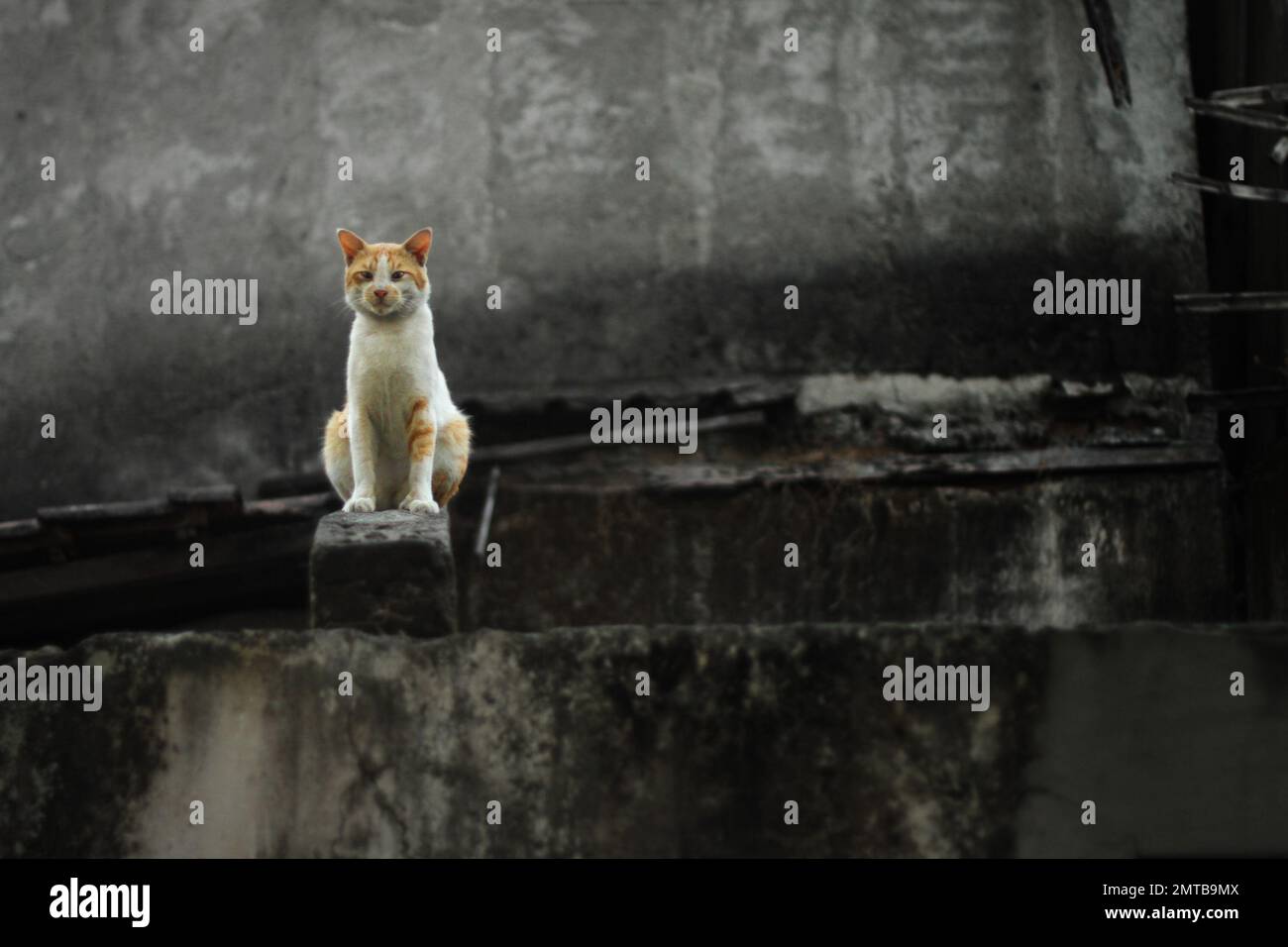 Eine streunende Katze, die auf einer Mauer in Yogyakarta, Zentraljava, Indonesien sitzt. Stockfoto