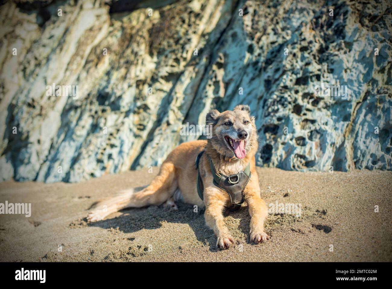 Fröhlicher Hund am Strand, West Wales, Pembrokeshire Stockfoto