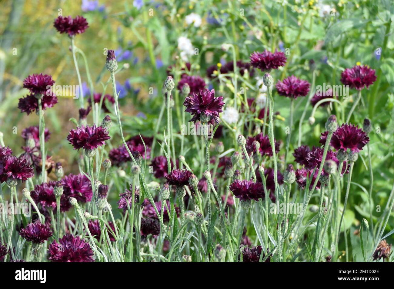 Blumen Stockfoto