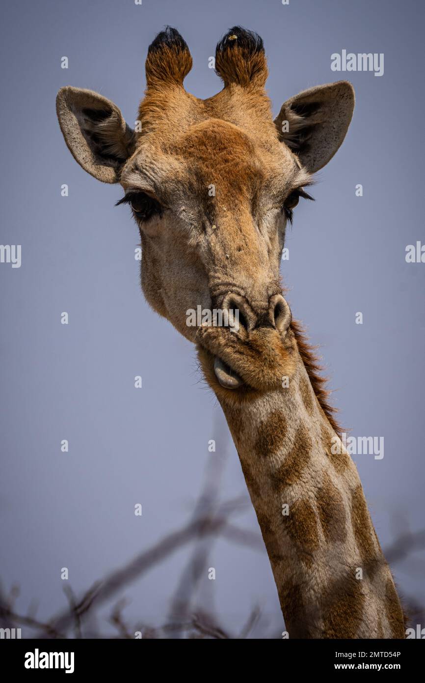Eine Giraffe schaut in die Kamera. Namibia, Südafrika: Eine humorische Bildsequenz zeigt eine freche Giraffe, die ihre Nase mit ihrer Superbeuge reinigt Stockfoto