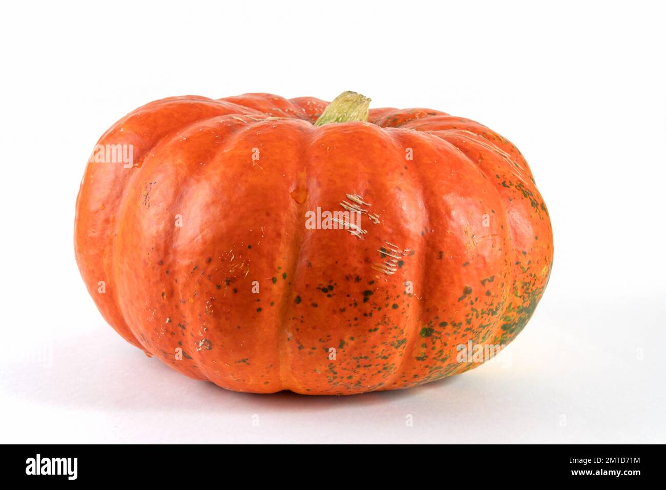 Kürbis isoliert auf Weiß mit Schatten und subtiler Reflexion. Reifer hässlicher Kürbis, orangefarbener Kürbis. Ernte. Stockfoto