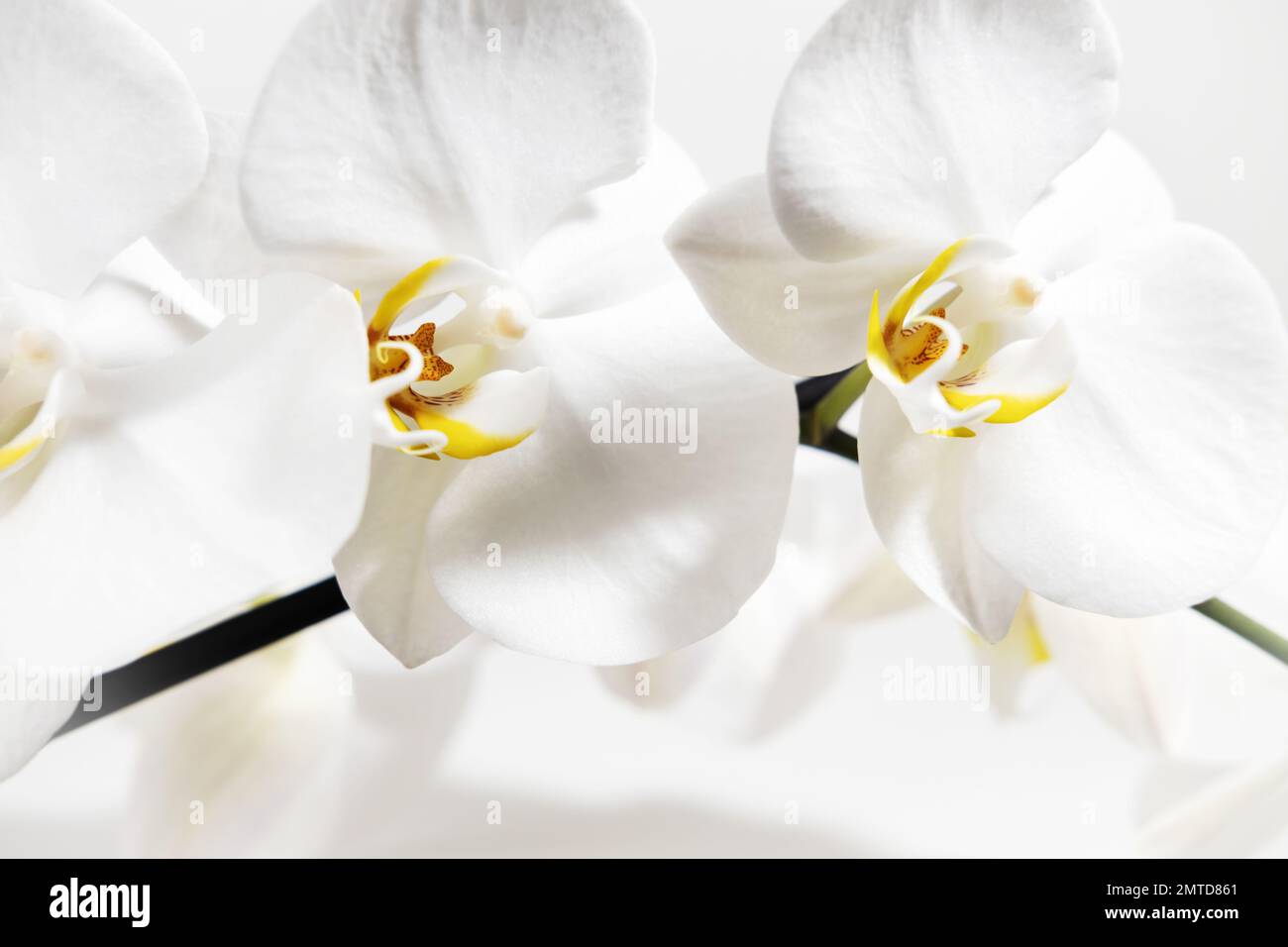 Nahaufnahme weißer Orchideenblumen auf weißem Hintergrund. Blumiger weißer Hintergrund. Heimische tropische Pflanzen. Stockfoto