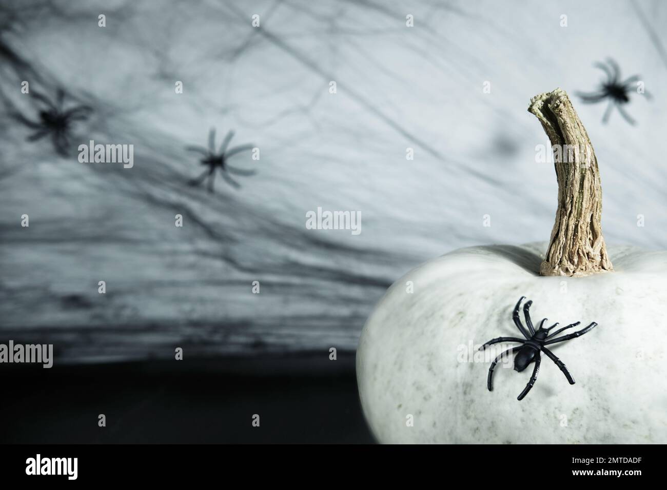 Halloween mystischer dunkler Hintergrund. Weißer Kürbis mit einem wunderschönen Schwanz auf dem Hintergrund eines Spinnennetzes mit Spinnen. Konzept für Halloween-Hintergrund, Stockfoto