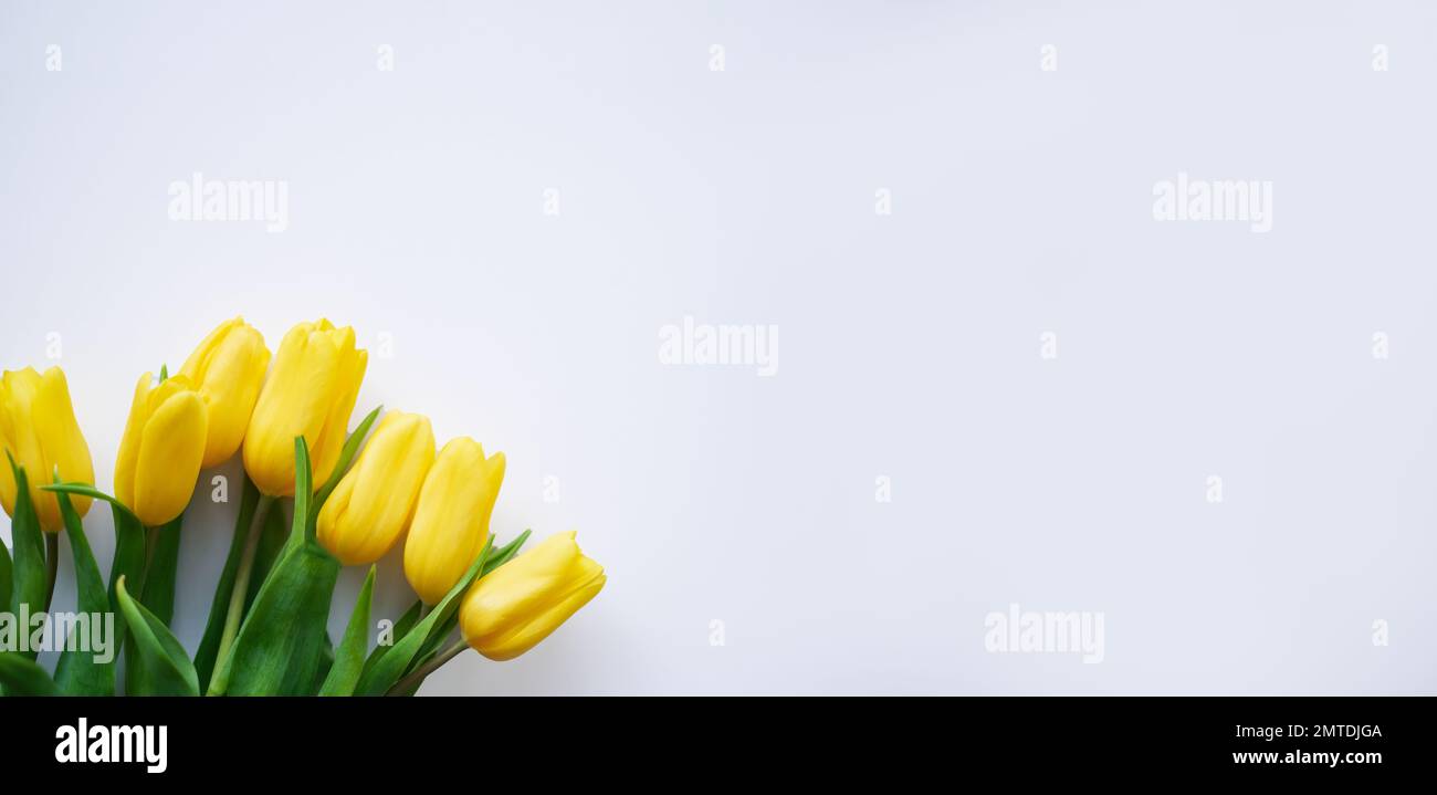 Blumenzusammensetzung. Gelbe Tulpenblüten auf weißem Hintergrund. Frühlings- und Sommerkonzept Stockfoto