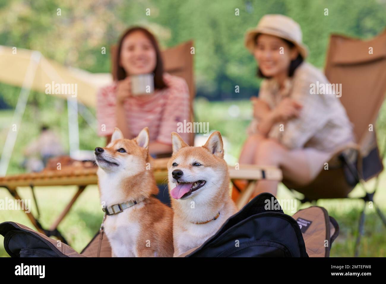 Junge japanische Frauen mit Hunden auf dem Campingplatz Stockfoto