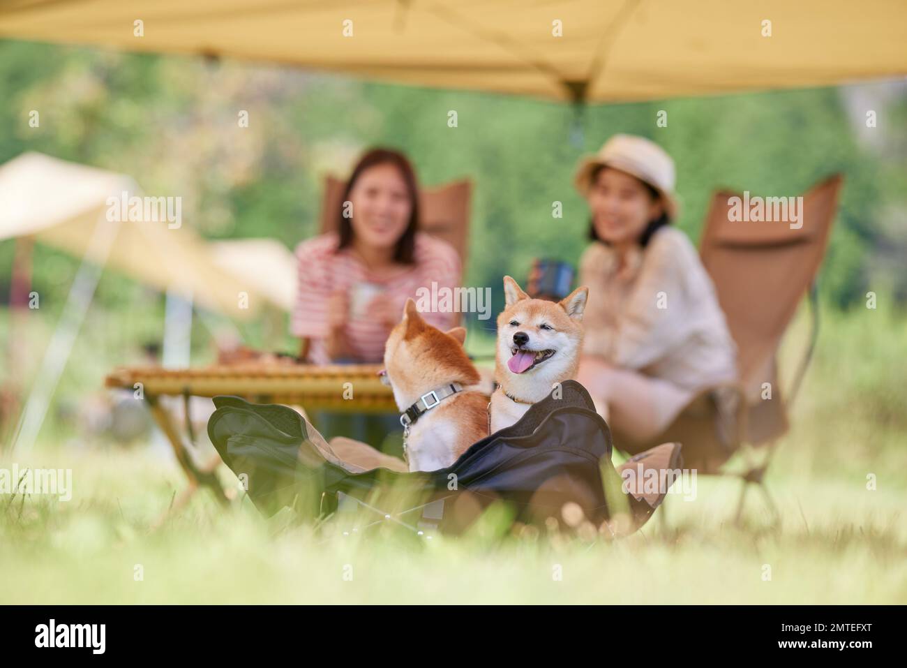 Junge japanische Frauen mit Hunden auf dem Campingplatz Stockfoto